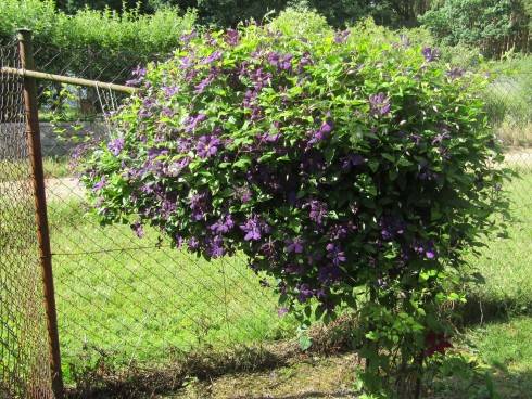IMG_0799.JPG