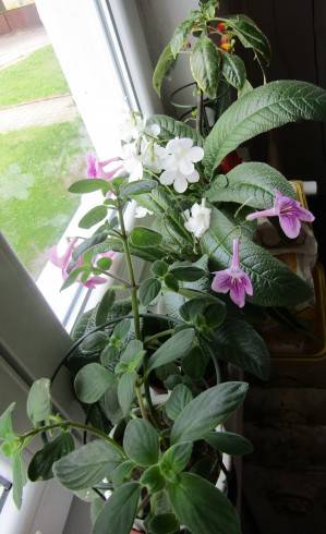 IMG_0870.JPG