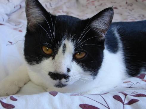Felix 24.11.2015.jpg