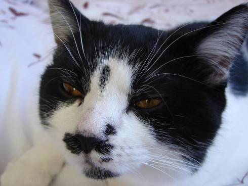 Felix  24.11.2015.jpg