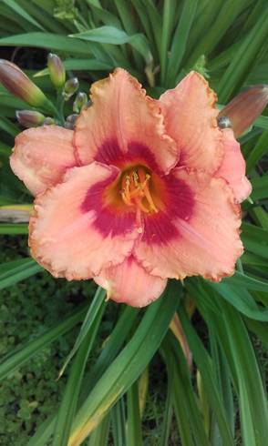 20170629_065033.jpg