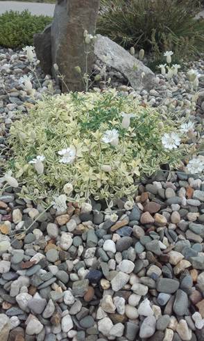 20170629_065301.jpg