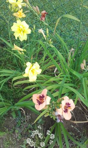 20170629_065339.jpg