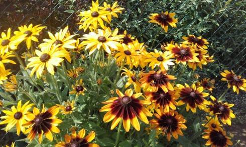 20170706_090831.jpg