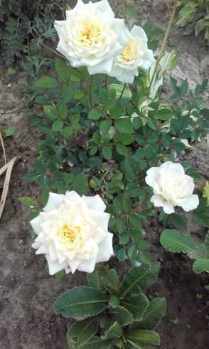 20170713_171705.jpg