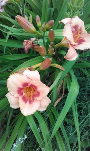 20170713_171715.jpg