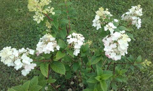 20170713_171843.jpg