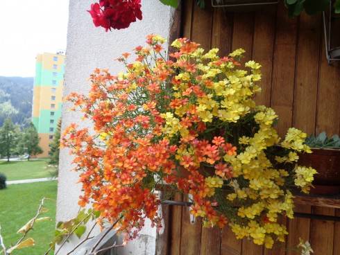 Nemesie - hledíkovka.JPG