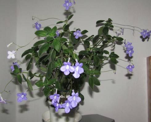 Streptocarpus saxorum.jpg