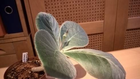 Sinningia leucotricha.jpg
