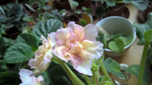 Ajohn's Fruit Coctai.jpg