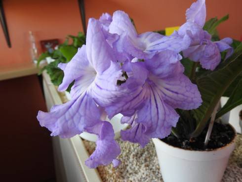 Neil's Lilac.jpg