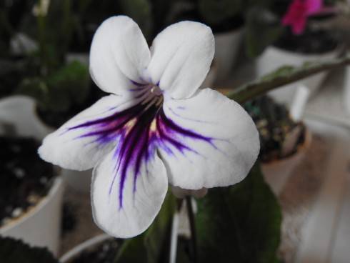 DSCN1006.JPG