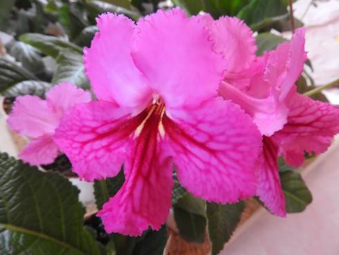 DSCN1017.JPG