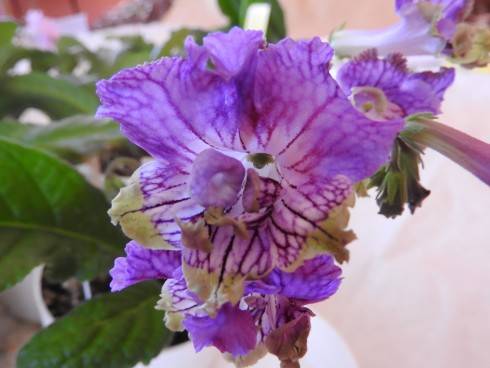 DSCN1032.JPG