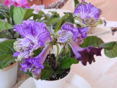 DSCN1033.JPG