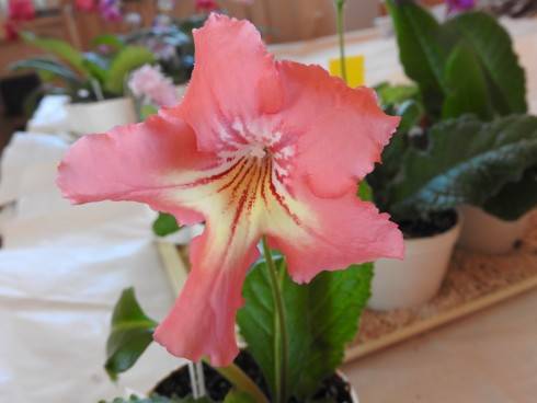DSCN1038.JPG
