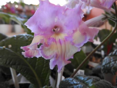DSCN1055.JPG
