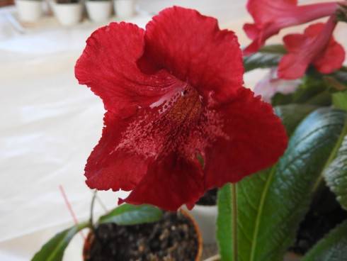 DSCN1063.JPG