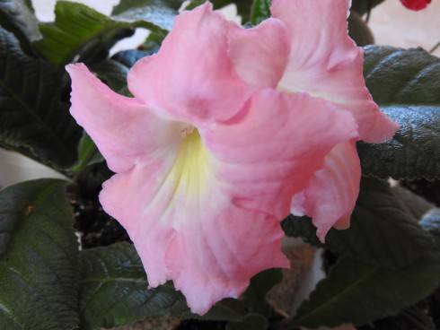 DSCN1077.JPG