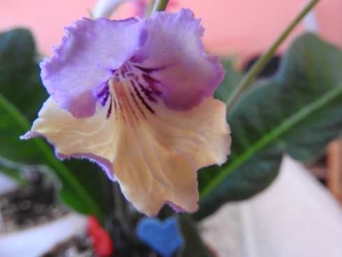 DSCN1089.JPG