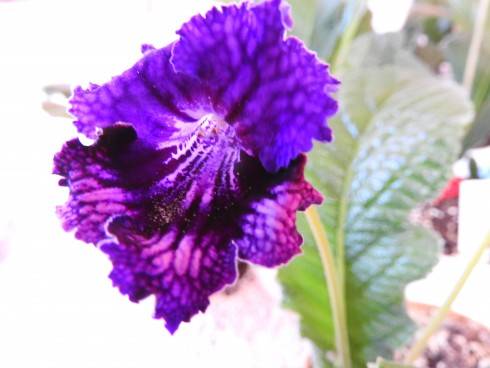 DSCN1101.JPG