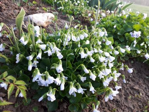 20180418_063624.jpg