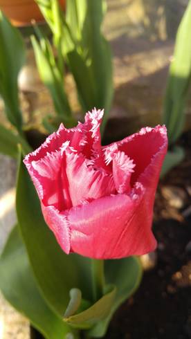 20180421_073049[1].jpg