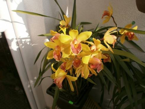 žluté cymbidium 2016.JPG