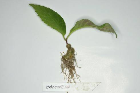 Sinningia calcaria.jpg