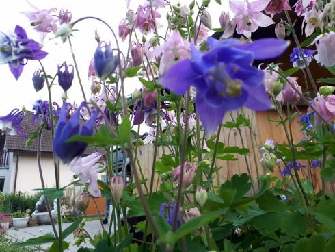 20180512_184912.jpg