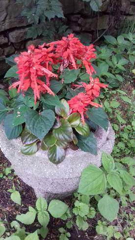 20180618_145117.jpg