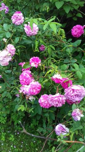 20180605_173607.jpg