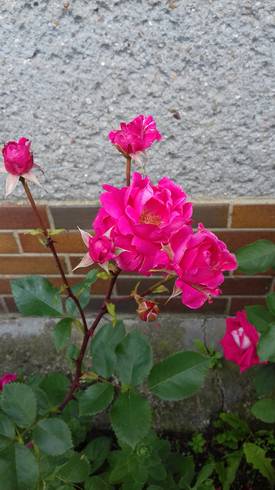 20180605_173832.jpg