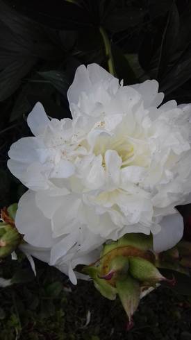 20180605_174126.jpg