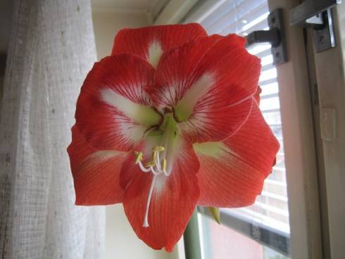 Hippeastrum.jpg