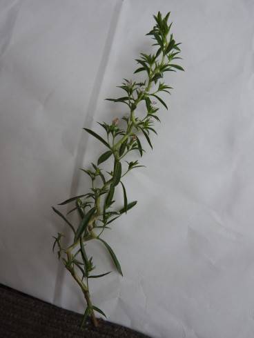 DSCN1293.JPG