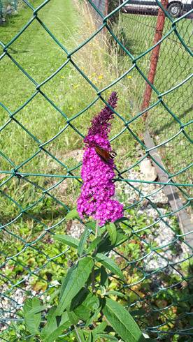 20180708_100133.jpg