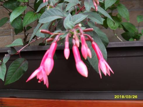 SDC10907.JPG