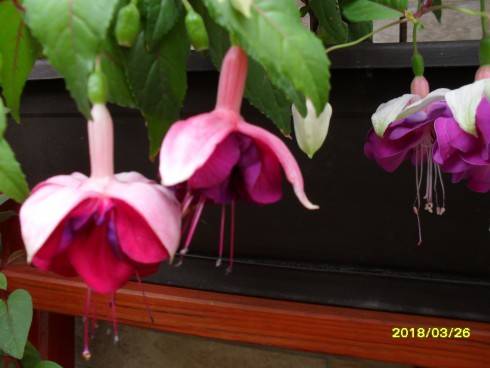 SDC10909.JPG