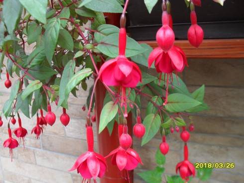 SDC10910.JPG