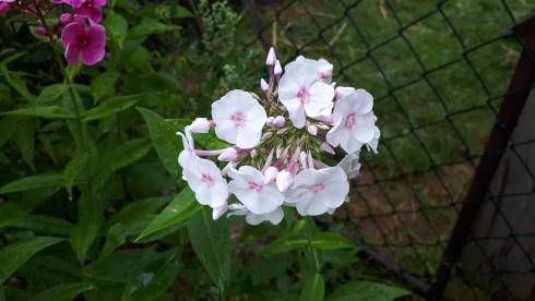 20180711_083728.jpg
