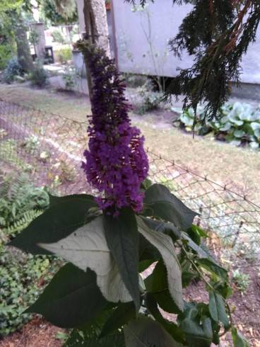 IMG_20180719_142216.jpg