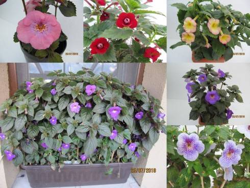 achimenes 25.71.jpg