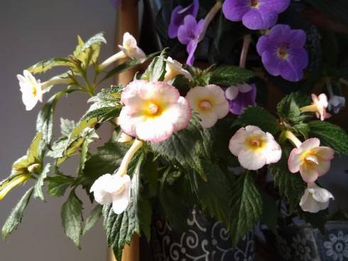 Cytro, Tetra Himalayan Purple.jpg