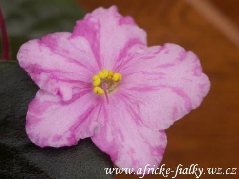 Pretty 'n Pink.jpg