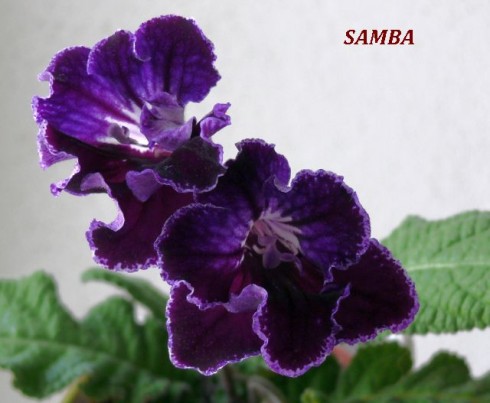 Samba.jpg