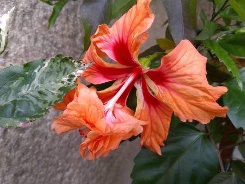 IMG_20180915_161108.jpg