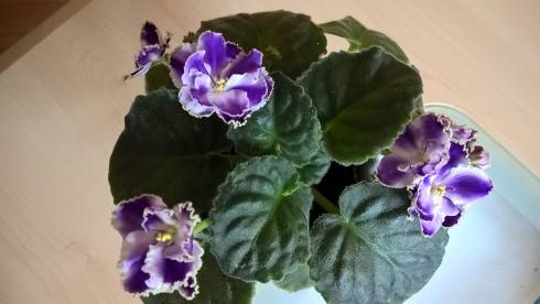 WP_20181017_15_42_33_Pro[1].jpg