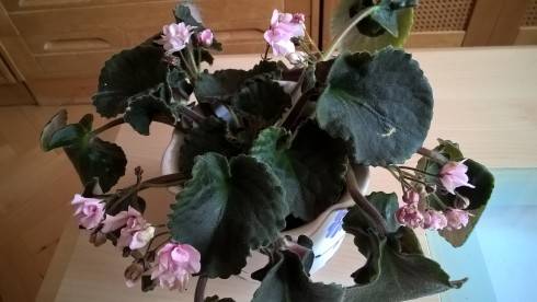WP_20181017_15_39_42_Pro[1].jpg